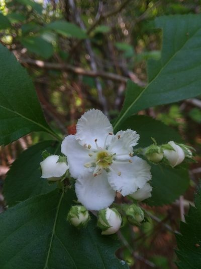 Crataegus ashei, photographed by Will McFarland