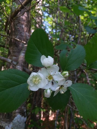 Crataegus ashei, photographed by Will McFarland