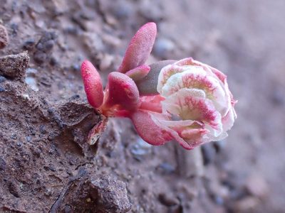 Cistanthe quadripetala, photographed by Trevor Van Loon