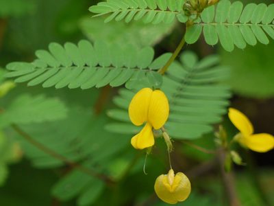 Smithia sensitiva, photographed by Dinesh Valke