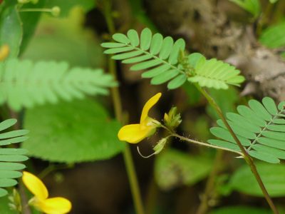 Smithia sensitiva, photographed by Dinesh Valke