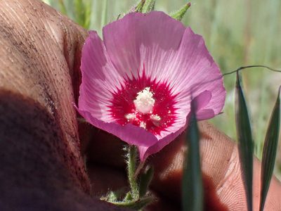 Sidalcea keckii, photographed by Trevor Van Loon