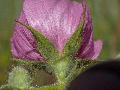 Sidalcea keckii, photographed by Trevor Van Loon