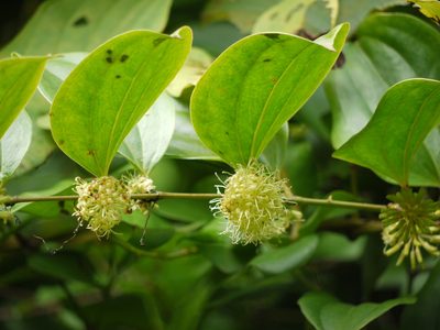Smilax ovalifolia, photographed by Dinesh Valke