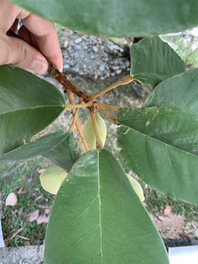 Sterculia cordata, photographed by Adam Kamal