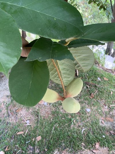 Sterculia cordata, photographed by Adam Kamal