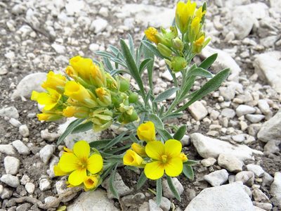 Physaria fendleri, photographed by Annika Lindqvist