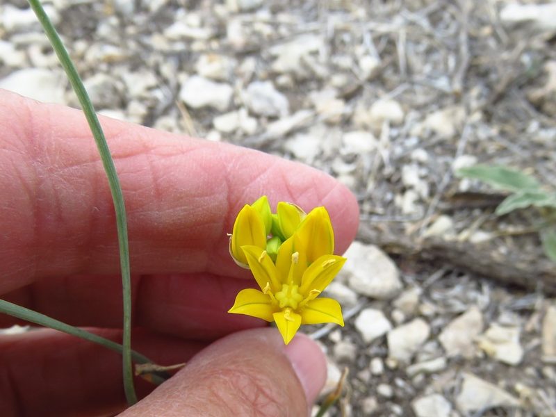 Allium coryi, photographed by Annika Lindqvist