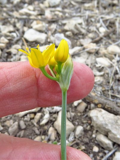 Allium coryi, photographed by Annika Lindqvist