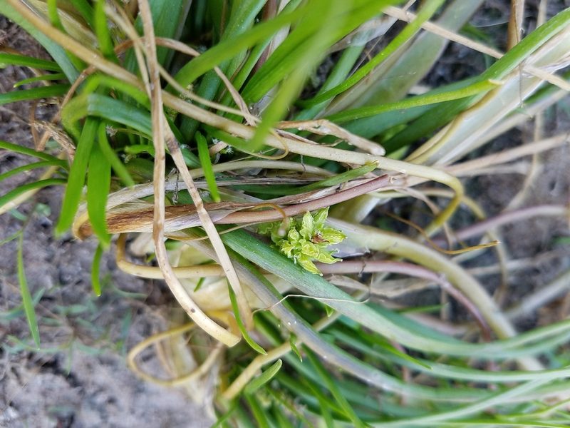 Triglochin scilloides, photographed by D Defreese