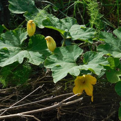 Cucurbita ficifolia, photographed by Stephen Thorpe