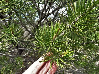 Pinus remota, photographed by Annika Lindqvist