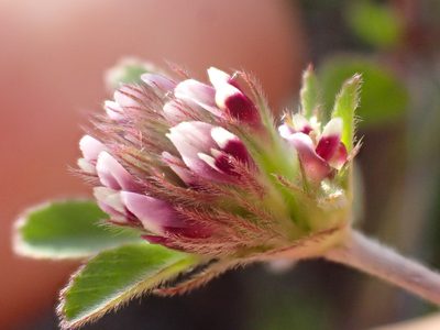 Trifolium macraei, photographed by Trevor Van Loon