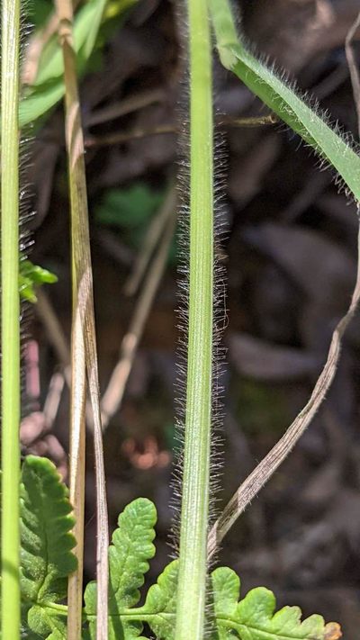 Graphephorum canescens, photographed by Trevor Van Loon