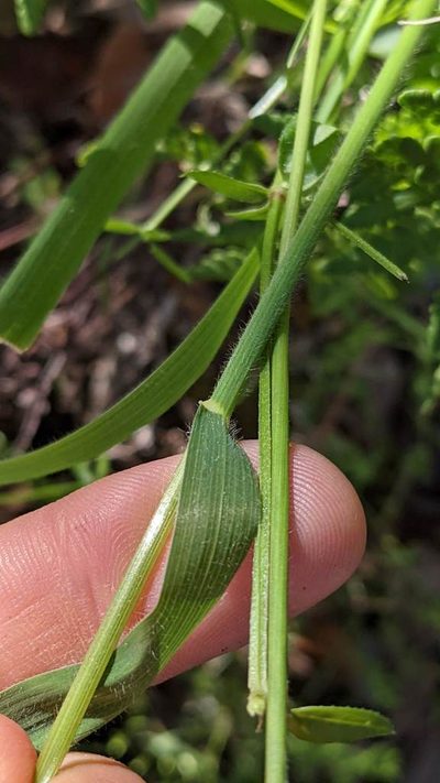 Graphephorum canescens, photographed by Trevor Van Loon
