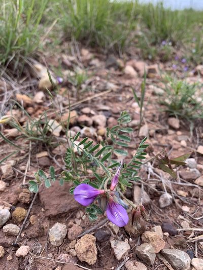 Astragalus lindheimeri, photographed by samlutfy