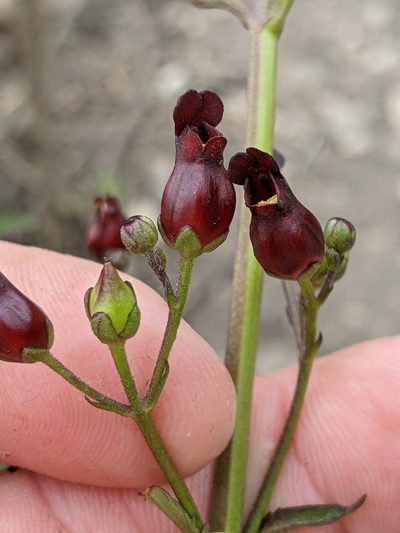 Scrophularia atrata, photographed by Alex Heyman