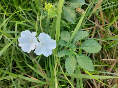 Ipomoea pes-tigridis, photographed by Rongrong Angkaew