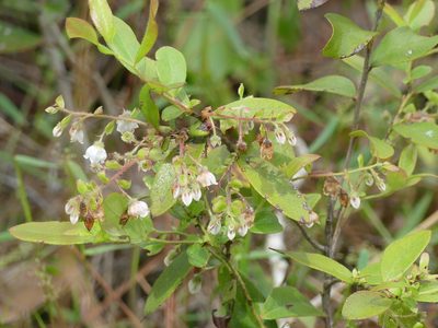 Gaylussacia mosieri, photographed by eamonccorbett