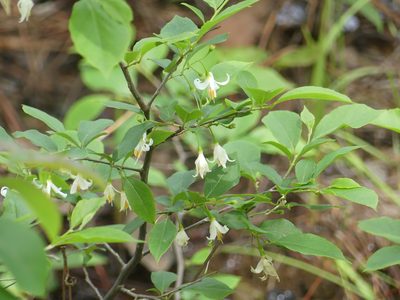 Styrax americanus, photographed by eamonccorbett