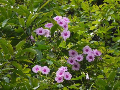 Ipomoea mauritiana, photographed by Dinesh Valke