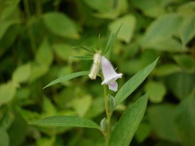 Sesamum indicum, photographed by Dinesh Valke