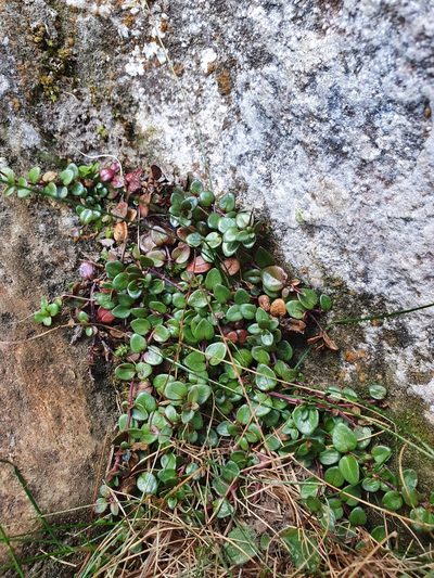 Epilobium gracilipes, photographed by Danielle Munster
