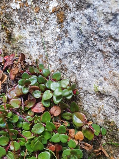 Epilobium gracilipes, photographed by Danielle Munster
