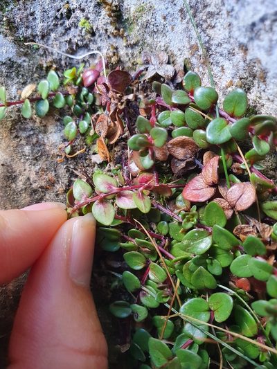 Epilobium gracilipes, photographed by Danielle Munster