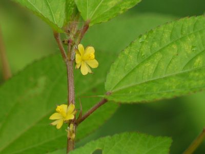 Corchorus olitorius, photographed by Dinesh Valke