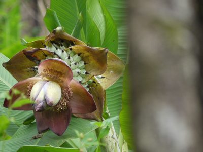 Ensete superbum, photographed by Dinesh Valke