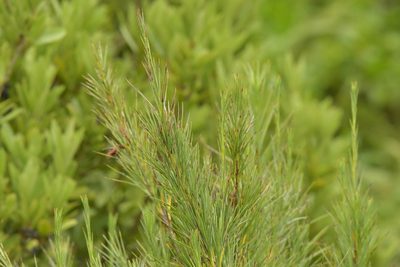 Dracophyllum arboreum, photographed by Christopher Stephens