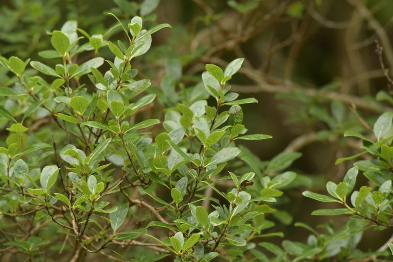 Coprosma chathamica, photographed by Christopher Stephens