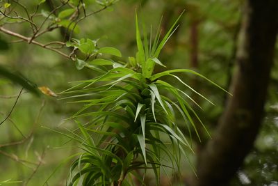 Dracophyllum arboreum, photographed by Christopher Stephens