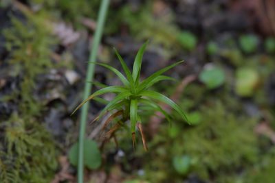 Dracophyllum arboreum, photographed by Christopher Stephens