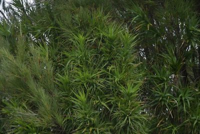 Dracophyllum arboreum, photographed by Christopher Stephens
