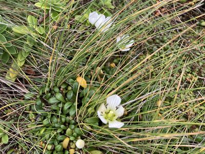 Gentianella saxosa, photographed by nick_goldwater