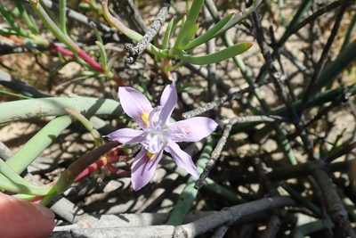 Moraea macrocarpa, photographed by Peter Warren