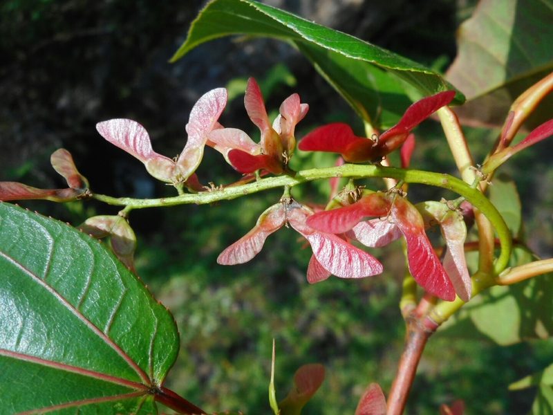 Acer sikkimense, photographed by Eugene Popov