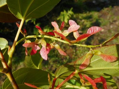 Acer sikkimense, photographed by Eugene Popov