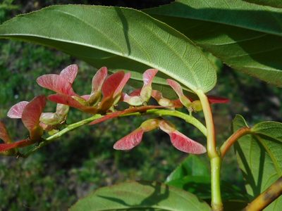 Acer sikkimense, photographed by Eugene Popov