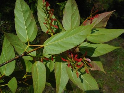 Acer sikkimense, photographed by Eugene Popov