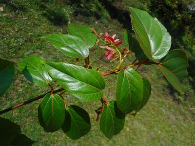 Acer sikkimense, photographed by Eugene Popov