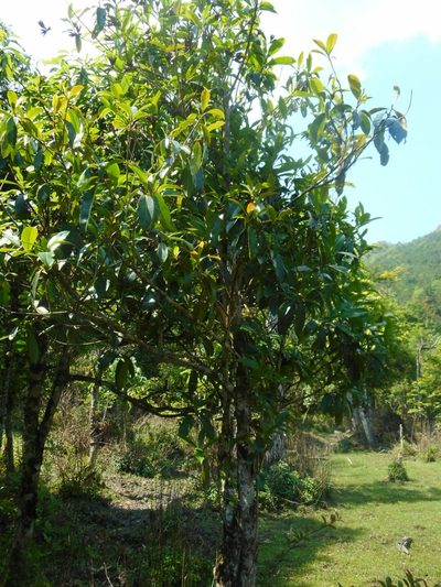 Camellia taliensis, photographed by Eugene Popov