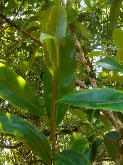 Camellia taliensis, photographed by Eugene Popov