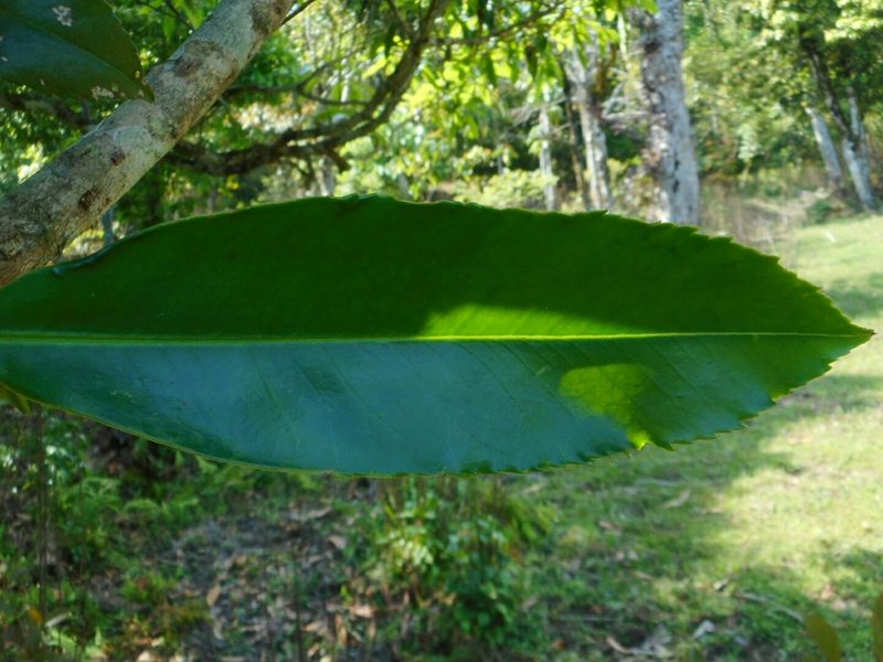 Camellia taliensis, photographed by Eugene Popov