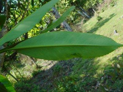 Camellia taliensis, photographed by Eugene Popov