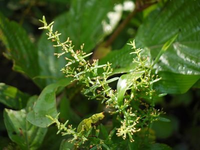 Ammannia multiflora, photographed by Dinesh Valke