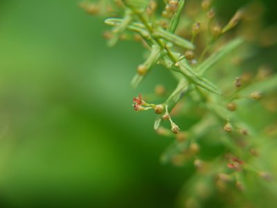 Ammannia multiflora, photographed by Dinesh Valke