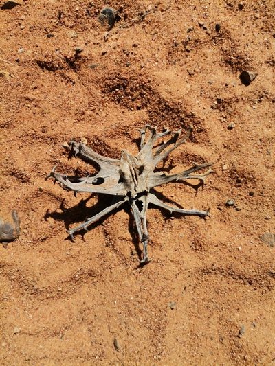Harpagophytum procumbens, photographed by Ricus Nel